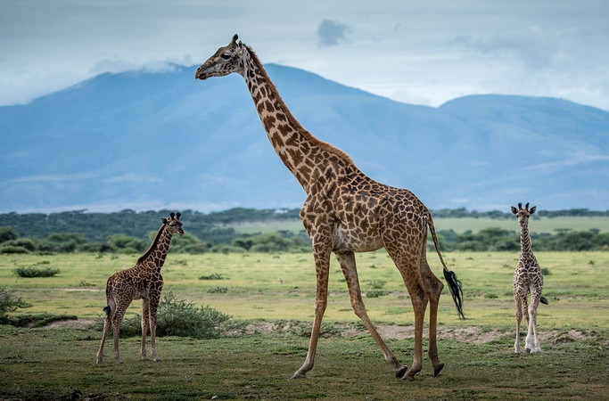 Intrepid Explorer Tanzania