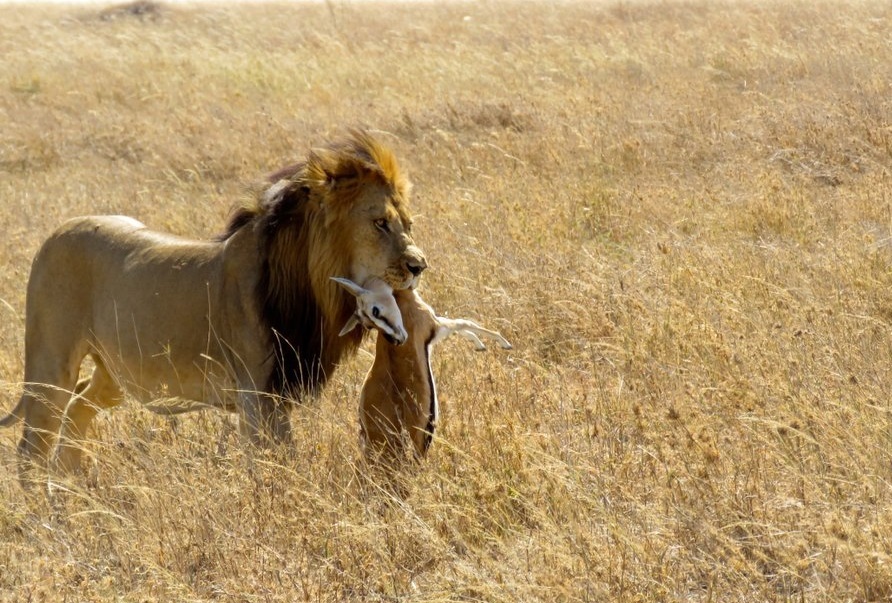 Intrepid Explorer Tanzania