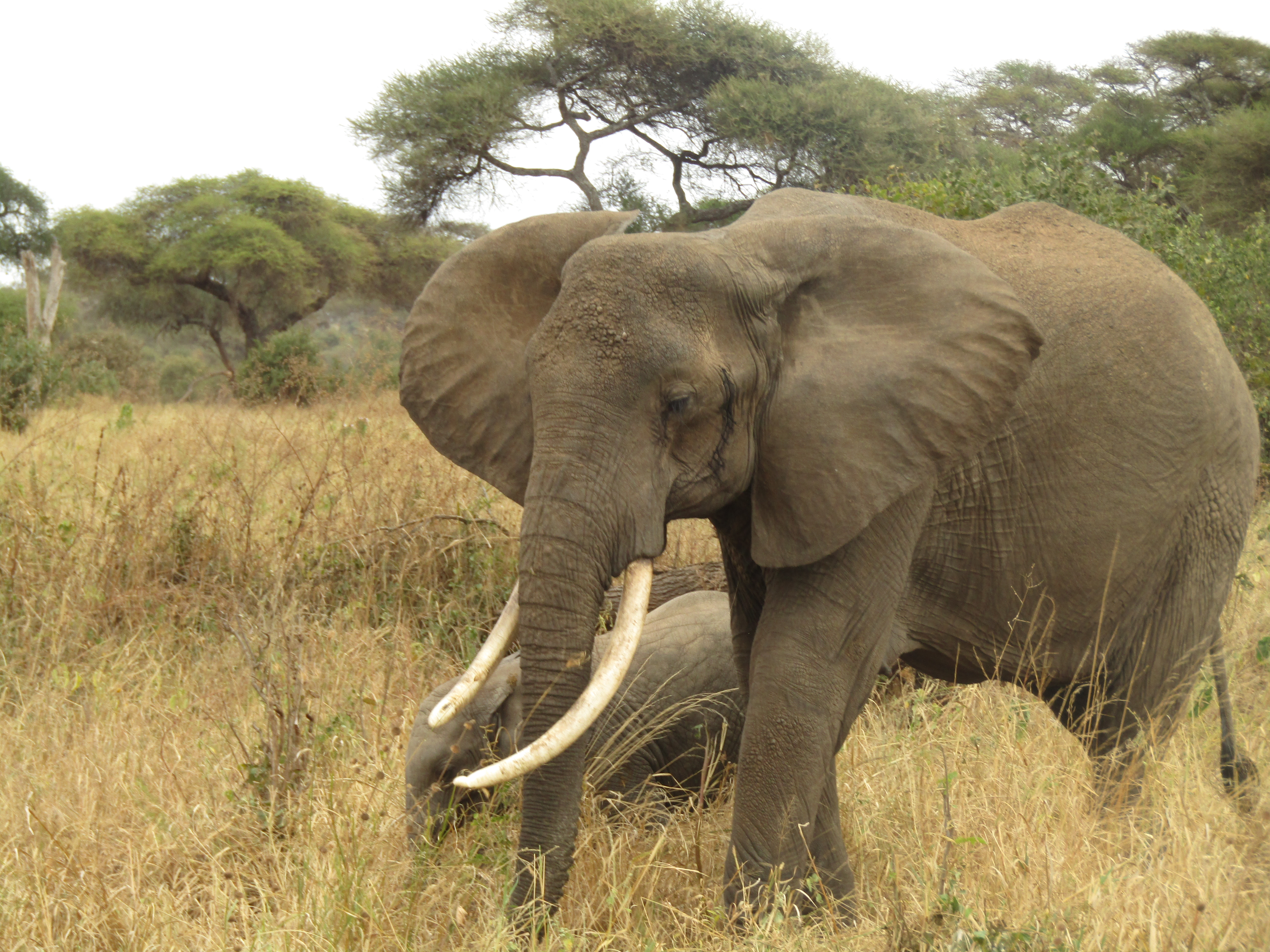 Intrepid Explorer Tanzania